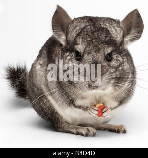 Close-up Chinchilla de manger des arachides sur blanc Banque D'Images