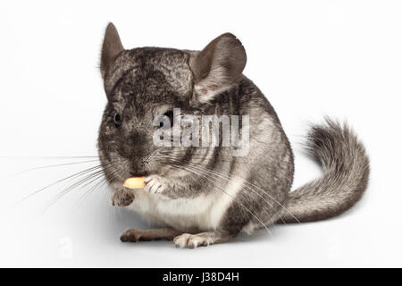 Close-up Chinchilla de manger des arachides sur blanc Banque D'Images