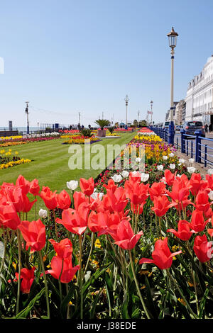 Magnifiques tulipes et fleurs de printemps sur l'affichage alond front de mer d'Eastbourne East Sussex UK Banque D'Images