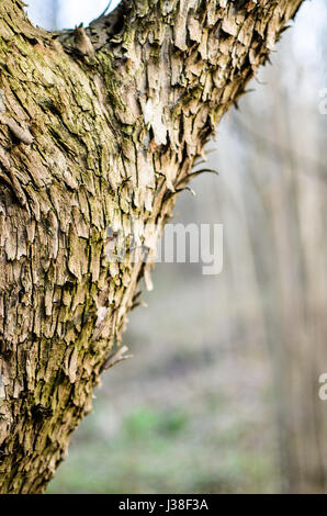Le tronc principal de l'arbre avec l'écorce, la ramification. La texture de l'écorce des arbres. Banque D'Images