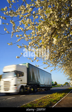 Camion passant route cherry blossom yorkshire royaume uni Banque D'Images