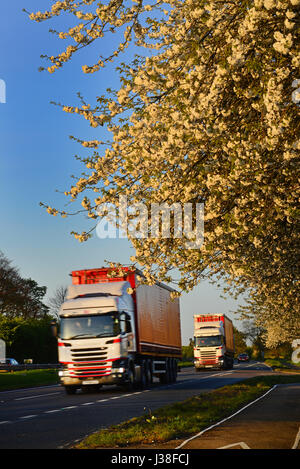 Camion passant route cherry blossom yorkshire royaume uni Banque D'Images