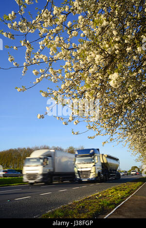 Camion passant route cherry blossom yorkshire royaume uni Banque D'Images