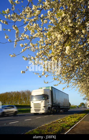 Camion passant route cherry blossom yorkshire royaume uni Banque D'Images