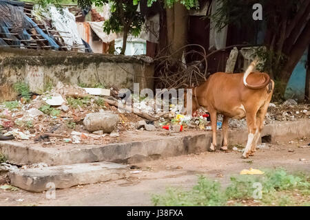 Pondicherry, Tamil Nadu, Inde - vache sacrée dans la rue, manger les matières plastiques Banque D'Images