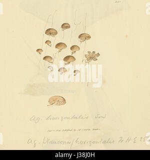 Illustration tirée de « figures colorées de champignons anglais ou de champignons », montrant une espèce spécifique de champignon ou de champignon, faisant partie d'un travail académique sur les champignons britanniques. Banque D'Images
