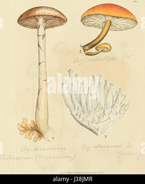 Ce titre fait référence à une œuvre illustrée représentant des figures colorées de champignons anglais, fournissant des visuels détaillés de champignons, probablement destinés à l'étude scientifique ou botanique. Banque D'Images
