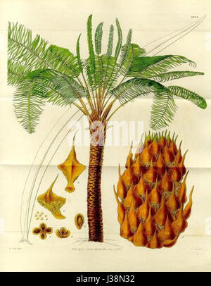 Cycas circinalis, également connu sous le nom de palmier Queen Sago, est une espèce de cycade originaire des régions tropicales d'Asie. Il est connu pour ses feuilles ressemblant à des plumes distinctives et sa croissance lente. La plante est souvent utilisée dans le jardinage ornemental et a une importance culturelle et écologique significative dans ses régions d'origine. Son apparence unique et sa capacité à prospérer dans les climats subtropicaux en font un choix populaire pour la conception de paysages. Banque D'Images