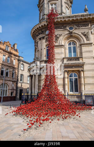 Poppies découlant de la fenêtre en pleurant, square Victoria Hull Banque D'Images