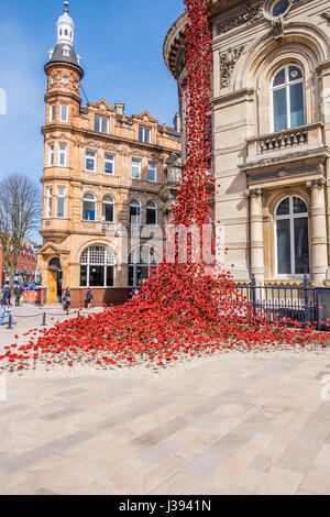 Poppies découlant de la fenêtre en pleurant, square Victoria Hull Banque D'Images