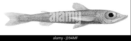 Chlorophthalmus agassizi est une espèce de poisson de la famille des Chlorophthalmidae, présente en eaux profondes. Ses yeux verdâtres distinctifs sont remarquables pour leur adaptation aux conditions de faible luminosité. Banque D'Images