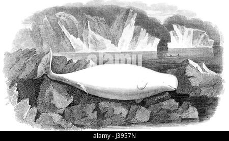 Delphinapterus leucas, communément appelé béluga, est une espèce présente dans les régions arctiques et subarctiques. Il se caractérise par sa couleur blanche et son front arrondi. Banque D'Images