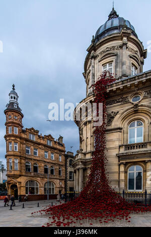 Poppies découlant de la fenêtre en pleurant, square Victoria Hull Banque D'Images