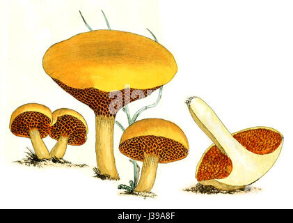 Ce titre fait référence à une illustration détaillée de champignons anglais ou champignons d'un volume spécifique, en se concentrant sur la planche 34 de la publication. Banque D'Images