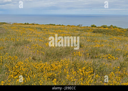 L'ajonc jaune sur les falaises d'Anglesey Banque D'Images