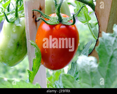 TOMATE DE PLUS EN PLUS Banque D'Images