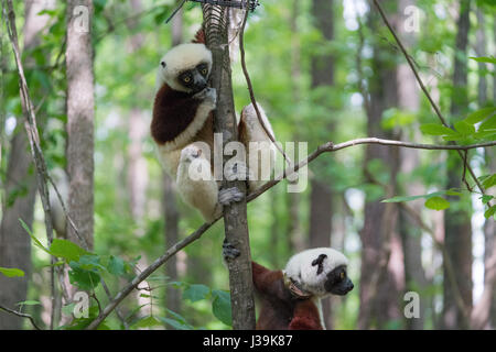 Le sifaka de Coquerel, un lémurien de taille moyenne originaire de Madagascar. (Nom scientifique: Propitecus coquereli) Banque D'Images