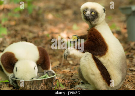 Le sifaka de Coquerel, un lémurien de taille moyenne originaire de Madagascar. (Nom scientifique: Propitecus coquereli) Banque D'Images