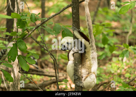 Le sifaka de Coquerel, un lémurien de taille moyenne originaire de Madagascar. (Nom scientifique: Propitecus coquereli) Banque D'Images