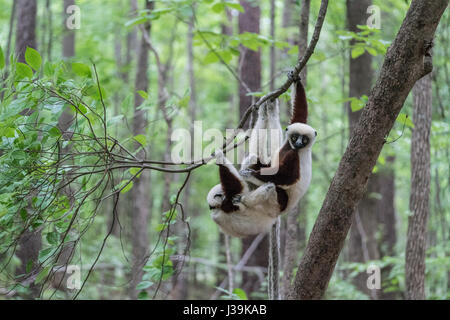 Le sifaka de Coquerel, un lémurien de taille moyenne originaire de Madagascar. (Nom scientifique: Propitecus coquereli) Banque D'Images