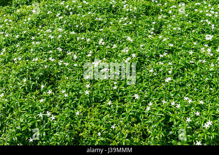 Gerdenia Jasmin crêpe avec des feuilles vertes wall background Banque D'Images