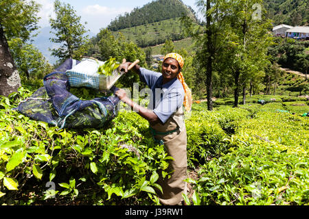 Les cueilleurs de thé près de Munnar, Kerala Banque D'Images