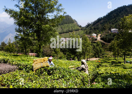 Les cueilleurs de thé près de Munnar, Kerala Banque D'Images