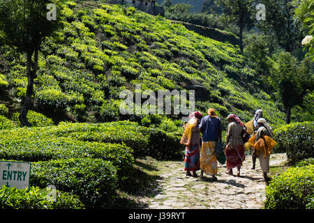 Les cueilleurs de thé près de Munnar, Kerala Banque D'Images