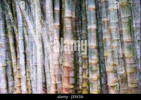 Des troncs de bambou patiné bunch ensemble dans un contexte naturel plein cadre Banque D'Images
