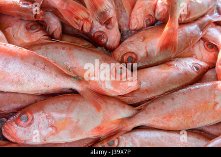Une pile de vivaneau rouge fraîchement pêchés en vente sur le marché aux poissons à Thalassery Tellicherry), Kannur (Cannanore), Kerala, Inde du Sud, en Asie du Sud Banque D'Images