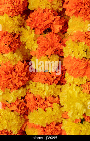 L'orange et le jaune des guirlandes de fleurs de souci en vente à Thalassery (district de Tellicherry), Kannur (Cannanore), Kerala, Inde du Sud, en Asie du Sud Banque D'Images