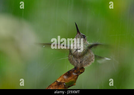 Un Scaly-breasted Hummingbird bains dans la pluie de la jungle du Costa Rica Banque D'Images