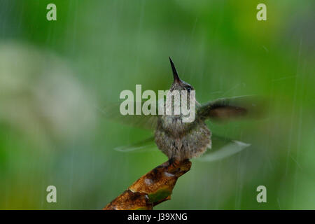 Un Scaly-breasted Hummingbird bains dans la pluie de la jungle du Costa Rica Banque D'Images