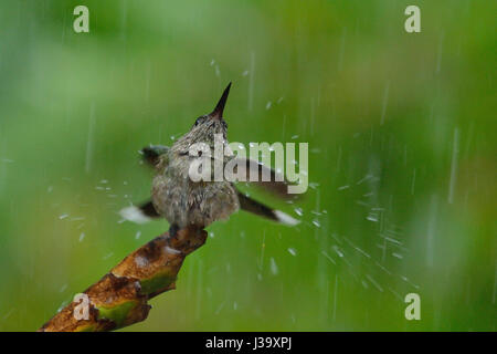 Un Scaly-breasted Hummingbird bains dans la pluie de la jungle du Costa Rica Banque D'Images