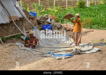 Deux femmes tamoules tribal vanner le grain d'ivraie dans un village rural dans les plaines agricoles du Tamil Nadu, Inde du Sud, en Asie du Sud Banque D'Images