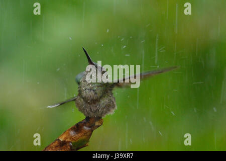 Un Scaly-breasted Hummingbird bains dans la pluie de la jungle du Costa Rica Banque D'Images