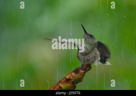 Un Scaly-breasted Hummingbird bains dans la pluie de la jungle du Costa Rica Banque D'Images