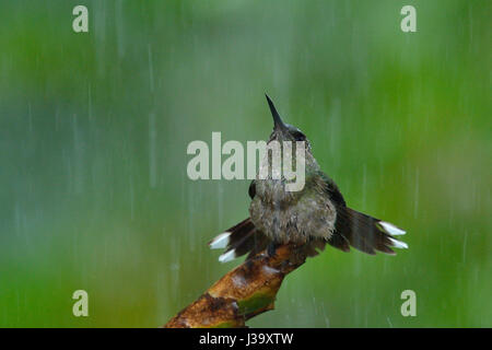 Un Scaly-breasted Hummingbird bains dans la pluie de la jungle du Costa Rica Banque D'Images