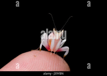 Orchid mantis sur nymphe du bout de doigt isolé sur fond noir. mante religieuse. Hymenopus coronatus. Banque D'Images