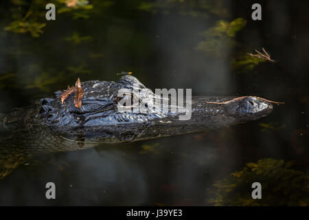 <1 L'alligator dans l'eau dans les Everglades de Floride Banque D'Images