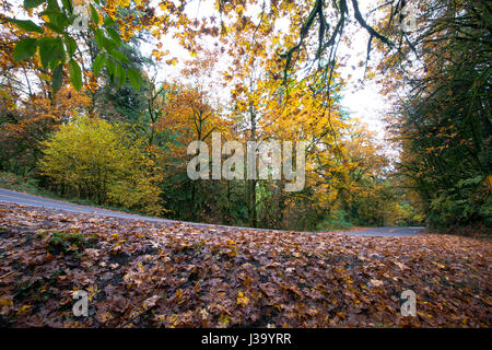 Automne forêt Paysage avec une route sinueuse le long du côté de laquelle se trouve un tapis de feuilles tombées des arbres jaunies de l'automne avec la route d'accompagnement Banque D'Images