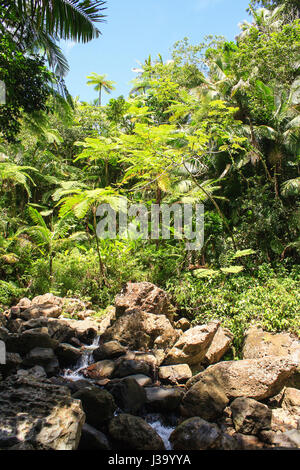 Flux d'eau dans la forêt nationale de El Yunque, Puerto Rico Banque D'Images