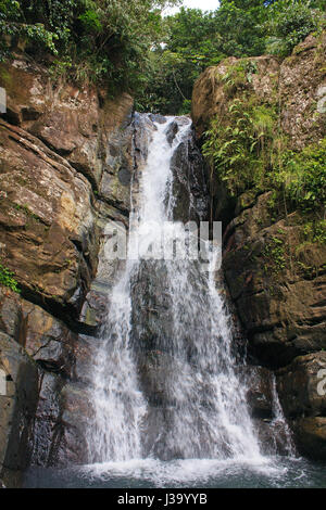 Une cascade en forêt nationale de El Yunque, Puerto Rico Banque D'Images