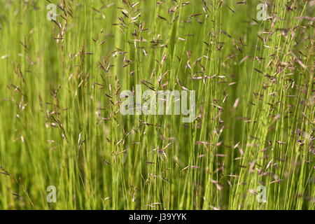 Fleurs reed palpitations dans le vent sur une fin d'après-midi Banque D'Images