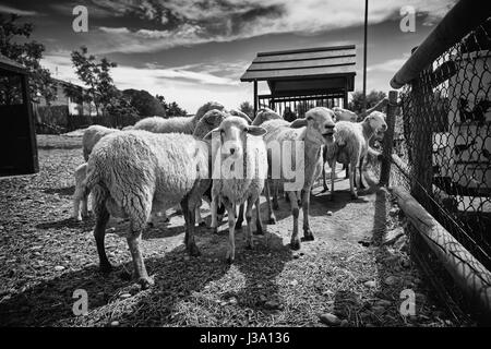 Moutons sur la ferme, les détails des animaux mammifères, de la laine et du lait, de la production alimentaire Banque D'Images