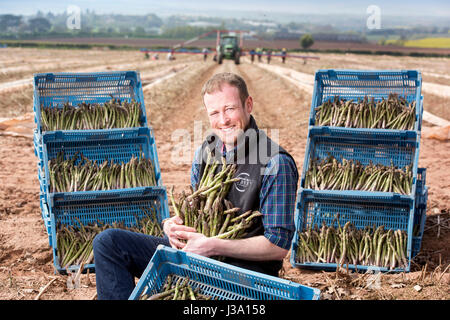 Chris Farmer asperges Chinn de Cobrey ferme près de Ross-on-Wye avec certains de sa récolte qui est arrivé au début de unseasonaly Banque D'Images