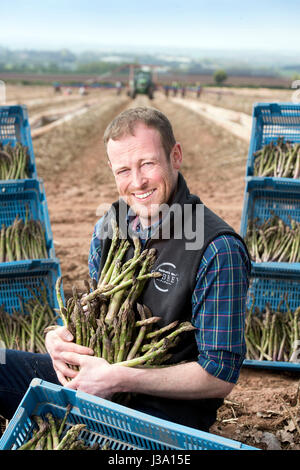 Chris Farmer asperges Chinn de Cobrey ferme près de Ross-on-Wye avec certains de sa récolte qui est arrivé au début de unseasonaly Banque D'Images