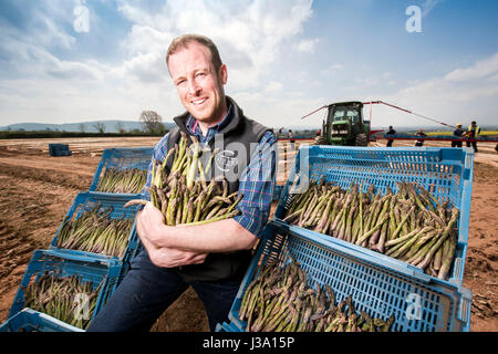 Chris Farmer asperges Chinn de Cobrey ferme près de Ross-on-Wye avec certains de sa récolte qui est arrivé au début de unseasonaly Banque D'Images