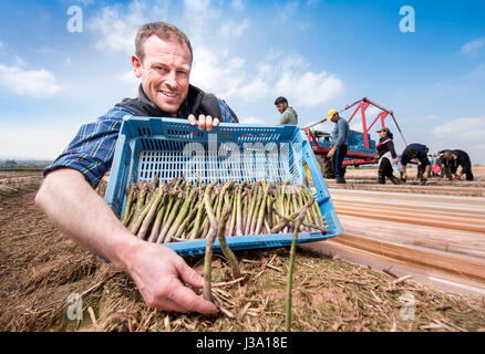 Chris Farmer asperges Chinn de Cobrey ferme près de Ross-on-Wye avec certains de sa récolte qui est arrivé au début de unseasonaly Banque D'Images