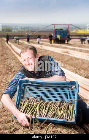 Chris Farmer asperges Chinn de Cobrey ferme près de Ross-on-Wye avec certains de sa récolte qui est arrivé au début de unseasonaly Banque D'Images